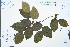  ( - Ge03225)  @11 [ ] CreativeCommons  Attribution Non-Commercial Share-Alike  Unspecified Herbarium of South China Botanical Garden
