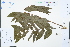  ( - Ge03233)  @11 [ ] CreativeCommons  Attribution Non-Commercial Share-Alike  Unspecified Herbarium of South China Botanical Garden