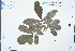  ( - Ge04547)  @11 [ ] CreativeCommons  Attribution Non-Commercial Share-Alike  Unspecified Herbarium of South China Botanical Garden