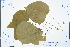  (Alchornea - Ge03247)  @11 [ ] CreativeCommons  Attribution Non-Commercial Share-Alike  Unspecified Herbarium of South China Botanical Garden