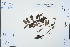  ( - Ge03248)  @11 [ ] CreativeCommons  Attribution Non-Commercial Share-Alike  Unspecified Herbarium of South China Botanical Garden