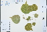  ( - Ge03251)  @11 [ ] CreativeCommons  Attribution Non-Commercial Share-Alike  Unspecified Herbarium of South China Botanical Garden