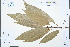  (Lithocarpus harlandii - Ge03259)  @11 [ ] CreativeCommons  Attribution Non-Commercial Share-Alike  Unspecified Herbarium of South China Botanical Garden