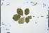  ( - Ge03267)  @11 [ ] CreativeCommons  Attribution Non-Commercial Share-Alike  Unspecified Herbarium of South China Botanical Garden