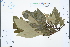  ( - Ge03269)  @11 [ ] CreativeCommons  Attribution Non-Commercial Share-Alike  Unspecified Herbarium of South China Botanical Garden