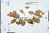  (Malus leiocalyca - Ge03272)  @11 [ ] CreativeCommons  Attribution Non-Commercial Share-Alike  Unspecified Herbarium of South China Botanical Garden
