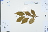  ( - Ge03278)  @11 [ ] CreativeCommons  Attribution Non-Commercial Share-Alike  Unspecified Herbarium of South China Botanical Garden