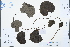  ( - Ge03328)  @11 [ ] CreativeCommons  Attribution Non-Commercial Share-Alike  Unspecified Herbarium of South China Botanical Garden
