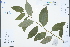  (Sabia campanulata - Ge03337)  @11 [ ] CreativeCommons  Attribution Non-Commercial Share-Alike  Unspecified Herbarium of South China Botanical Garden