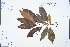  (Anneslea - Ge03352)  @11 [ ] CreativeCommons  Attribution Non-Commercial Share-Alike  Unspecified Herbarium of South China Botanical Garden