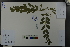 ( - Ge03612)  @11 [ ] CreativeCommons  Attribution Non-Commercial Share-Alike  Unspecified Herbarium of South China Botanical Garden