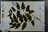  ( - Ge03613)  @11 [ ] CreativeCommons  Attribution Non-Commercial Share-Alike  Unspecified Herbarium of South China Botanical Garden