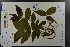  ( - Ge03614)  @11 [ ] CreativeCommons  Attribution Non-Commercial Share-Alike  Unspecified Herbarium of South China Botanical Garden