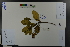  ( - Ge03623)  @11 [ ] CreativeCommons  Attribution Non-Commercial Share-Alike  Unspecified Herbarium of South China Botanical Garden