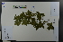  ( - Ge03630)  @11 [ ] CreativeCommons  Attribution Non-Commercial Share-Alike  Unspecified Herbarium of South China Botanical Garden