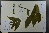  ( - Ge03631)  @11 [ ] CreativeCommons  Attribution Non-Commercial Share-Alike  Unspecified Herbarium of South China Botanical Garden