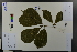  ( - Ge03633)  @11 [ ] CreativeCommons  Attribution Non-Commercial Share-Alike  Unspecified Herbarium of South China Botanical Garden