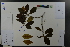 ( - Ge03639)  @11 [ ] CreativeCommons  Attribution Non-Commercial Share-Alike  Unspecified Herbarium of South China Botanical Garden