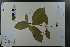  ( - Ge03646)  @11 [ ] CreativeCommons  Attribution Non-Commercial Share-Alike  Unspecified Herbarium of South China Botanical Garden