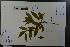  ( - Ge03689)  @11 [ ] CreativeCommons  Attribution Non-Commercial Share-Alike  Unspecified Herbarium of South China Botanical Garden