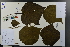  ( - Ge03714)  @11 [ ] CreativeCommons  Attribution Non-Commercial Share-Alike  Unspecified Herbarium of South China Botanical Garden