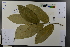  (Castanea mollissima - Ge03718)  @11 [ ] CreativeCommons  Attribution Non-Commercial Share-Alike  Unspecified Herbarium of South China Botanical Garden