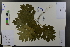  ( - Ge03719)  @11 [ ] CreativeCommons  Attribution Non-Commercial Share-Alike  Unspecified Herbarium of South China Botanical Garden