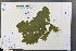  ( - Ge03737)  @11 [ ] CreativeCommons  Attribution Non-Commercial Share-Alike  Unspecified Herbarium of South China Botanical Garden