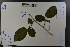  ( - Ge03738)  @11 [ ] CreativeCommons  Attribution Non-Commercial Share-Alike  Unspecified Herbarium of South China Botanical Garden