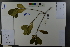  ( - Ge03741)  @11 [ ] CreativeCommons  Attribution Non-Commercial Share-Alike  Unspecified Herbarium of South China Botanical Garden