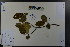  ( - Ge03747)  @11 [ ] CreativeCommons  Attribution Non-Commercial Share-Alike  Unspecified Herbarium of South China Botanical Garden