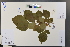  ( - Ge03761)  @11 [ ] CreativeCommons  Attribution Non-Commercial Share-Alike  Unspecified Herbarium of South China Botanical Garden