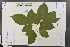  (Celtis julianae - Ge03770)  @11 [ ] CreativeCommons  Attribution Non-Commercial Share-Alike  Unspecified Herbarium of South China Botanical Garden