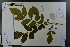  ( - Ge03776)  @11 [ ] CreativeCommons  Attribution Non-Commercial Share-Alike  Unspecified Herbarium of South China Botanical Garden