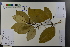  ( - Ge03778)  @11 [ ] CreativeCommons  Attribution Non-Commercial Share-Alike  Unspecified Herbarium of South China Botanical Garden