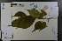  (Prunus serrulata - Ge03786)  @11 [ ] CreativeCommons  Attribution Non-Commercial Share-Alike  Unspecified Herbarium of South China Botanical Garden