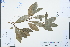  ( - Ge03839)  @11 [ ] CreativeCommons  Attribution Non-Commercial Share-Alike  Unspecified Herbarium of South China Botanical Garden