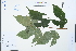  ( - Ge03847)  @11 [ ] CreativeCommons  Attribution Non-Commercial Share-Alike  Unspecified Herbarium of South China Botanical Garden
