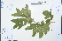  ( - Ge03853)  @11 [ ] CreativeCommons  Attribution Non-Commercial Share-Alike  Unspecified Herbarium of South China Botanical Garden