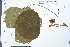  (Mallotus lianus - Ge03865)  @11 [ ] CreativeCommons  Attribution Non-Commercial Share-Alike  Unspecified Herbarium of South China Botanical Garden