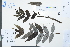  (Zanthoxylum austrosinense - Ge03879)  @11 [ ] CreativeCommons  Attribution Non-Commercial Share-Alike  Unspecified Herbarium of South China Botanical Garden