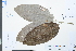  ( - Ge03880)  @11 [ ] CreativeCommons  Attribution Non-Commercial Share-Alike  Unspecified Herbarium of South China Botanical Garden