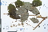  ( - Ge03881)  @11 [ ] CreativeCommons  Attribution Non-Commercial Share-Alike  Unspecified Herbarium of South China Botanical Garden