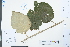  (Actinidia eriantha - Ge03888)  @11 [ ] CreativeCommons  Attribution Non-Commercial Share-Alike  Unspecified Herbarium of South China Botanical Garden