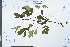  ( - Ge03889)  @11 [ ] CreativeCommons  Attribution Non-Commercial Share-Alike  Unspecified Herbarium of South China Botanical Garden