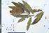  ( - Ge03890)  @11 [ ] CreativeCommons  Attribution Non-Commercial Share-Alike  Unspecified Herbarium of South China Botanical Garden