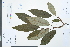  (Actinidia hemsleyana - Ge03894)  @11 [ ] CreativeCommons  Attribution Non-Commercial Share-Alike  Unspecified Herbarium of South China Botanical Garden