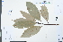  (Machilus phoenicis - Ge03897)  @11 [ ] CreativeCommons  Attribution Non-Commercial Share-Alike  Unspecified Herbarium of South China Botanical Garden