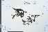  (Hydrangea lingii - Ge03900)  @11 [ ] CreativeCommons  Attribution Non-Commercial Share-Alike  Unspecified Herbarium of South China Botanical Garden
