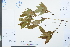  ( - Ge03909)  @11 [ ] CreativeCommons  Attribution Non-Commercial Share-Alike  Unspecified Herbarium of South China Botanical Garden